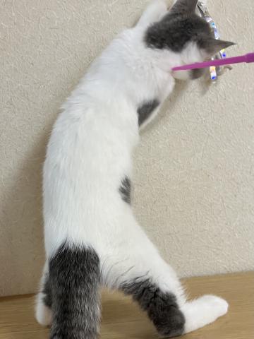 エキゾチックショートヘアーの写真6