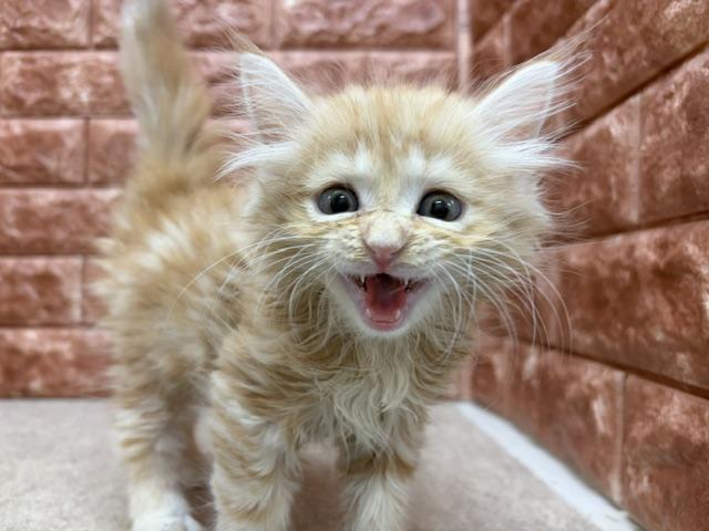 ノルウェージャンフォレストキャットの写真3