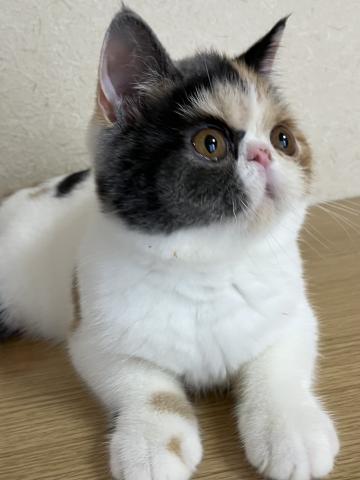 エキゾチックショートヘアーの写真4