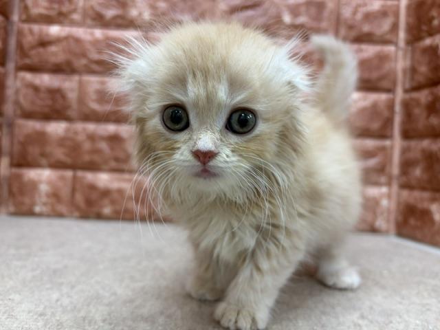 スコティッシュフォールドの写真4