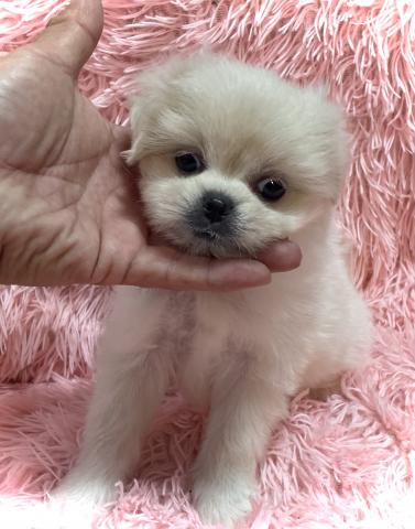 MIX【秋のブリーダー直販フェア開催中】マルシーズmix犬✨おトイレを覚えた賢い子✨お問い合わせ0件入ってます✨