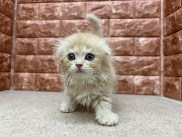 スコティッシュフォールドの写真3