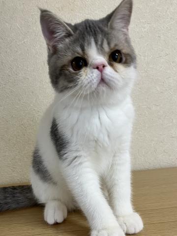 エキゾチックショートヘアーの写真3