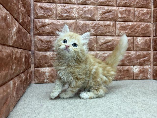 ノルウェージャンフォレストキャットの写真4