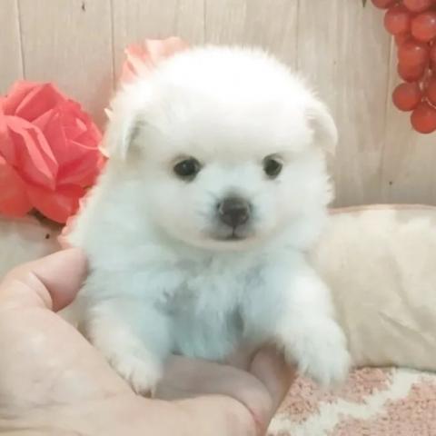 ポメマル(ポメラニアン×マルチーズ)の写真6