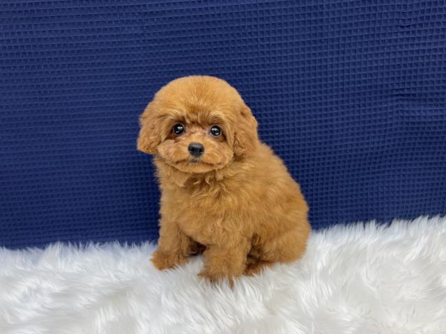 トイプードルマイクロ~ティーカップサイズ予想の写真3