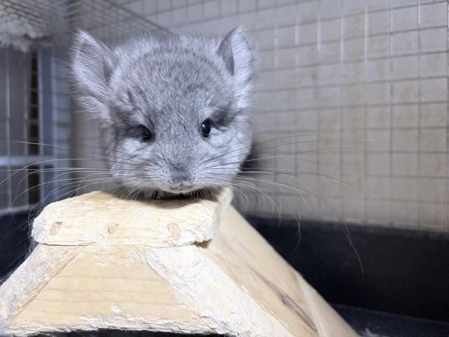 アンゴラチンチラの写真3