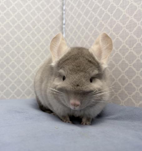 チンチラ ベージュの写真2