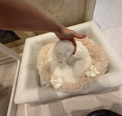 ビションフリーゼの写真6