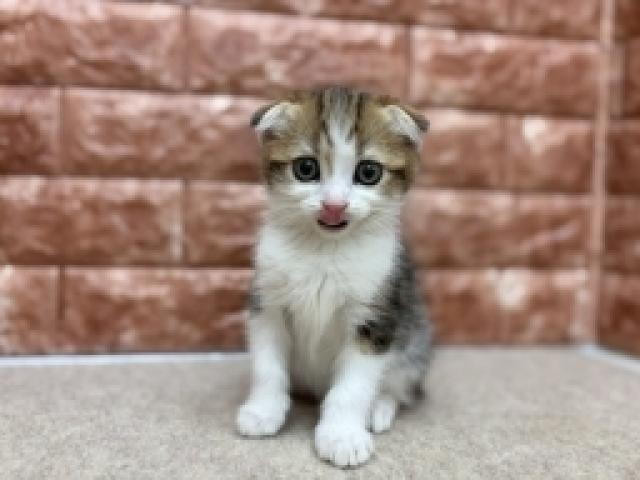 スコティッシュフォールドの写真2