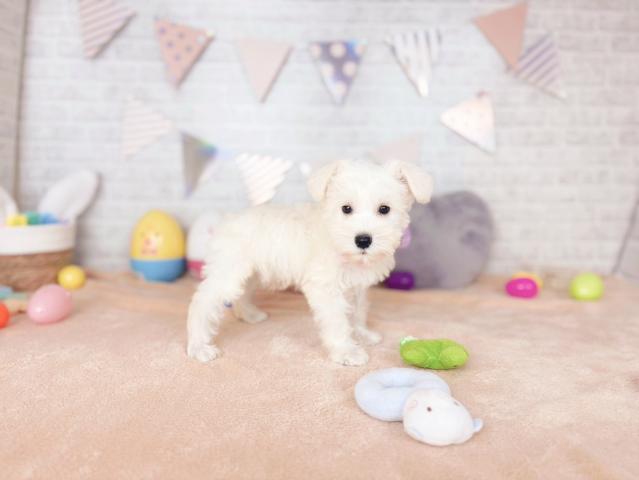ミニチュアシュナウザーの写真2