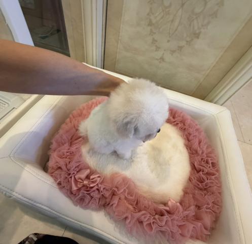 ビションフリーゼの写真5