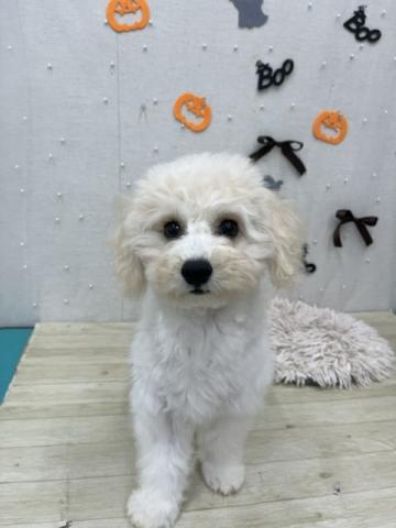 犬ハーフ(キャバリア×ビションフリーゼ)の写真2