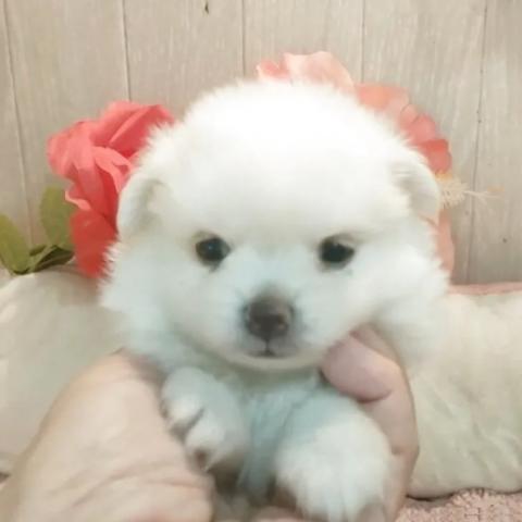 ポメマル(ポメラニアン×マルチーズ)の写真5