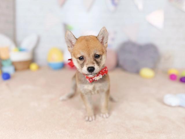 柴犬