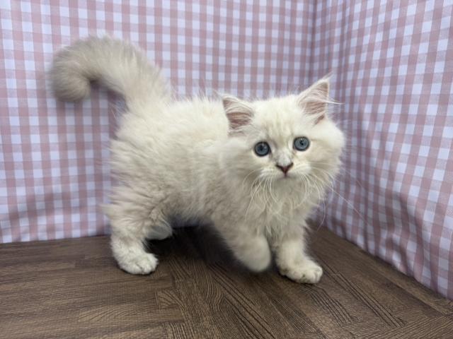 ネヴァマスカレードの写真2