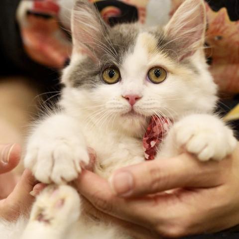 サイベリアンの写真2