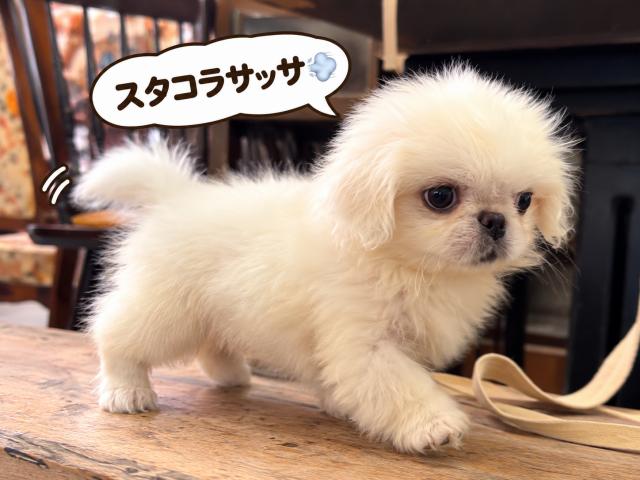 ペキニーズの写真3