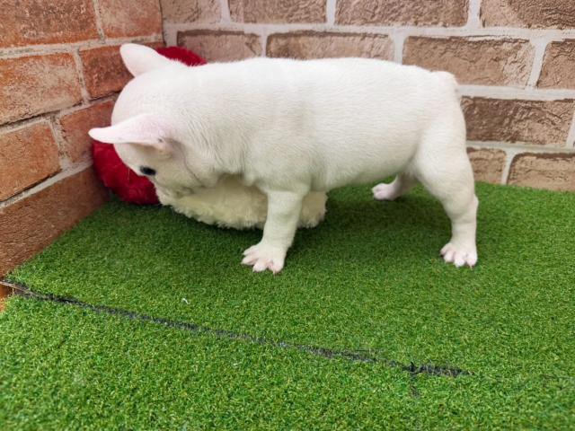 フレンチブルドッグの写真2