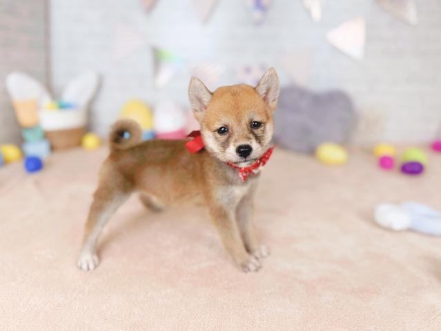 柴犬の写真2