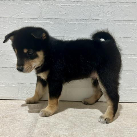 柴犬の写真3
