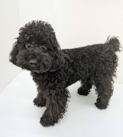 トイプードル子犬