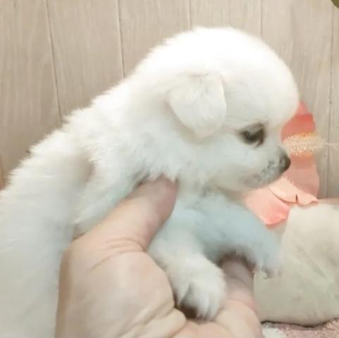 ポメマル(ポメラニアン×マルチーズ)の写真4