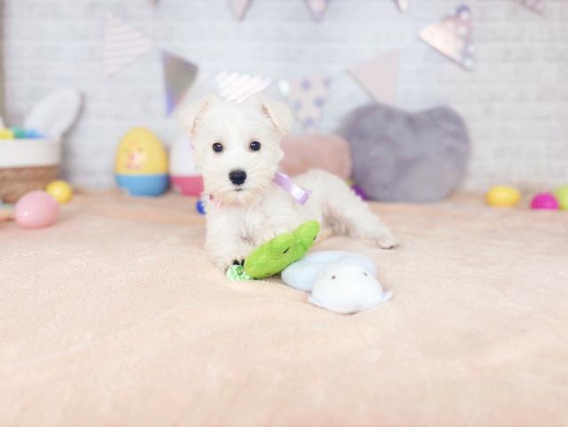 ミニチュアシュナウザーの写真5
