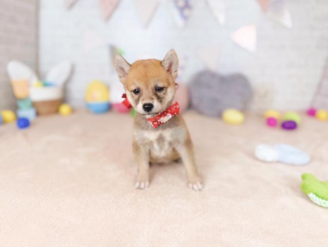 柴犬の写真3