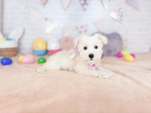 ミニチュアシュナウザーの写真4