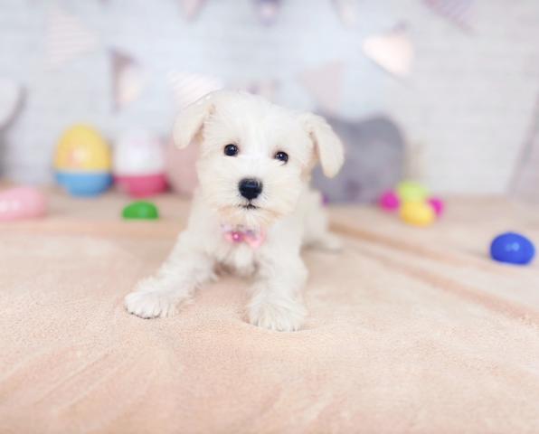ミニチュアシュナウザーの写真3