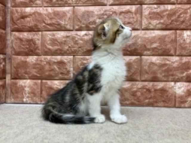 スコティッシュフォールドの写真3
