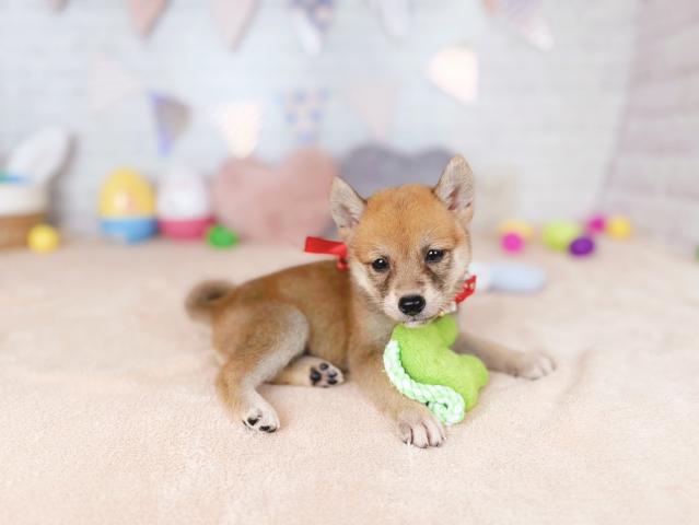 柴犬の写真5