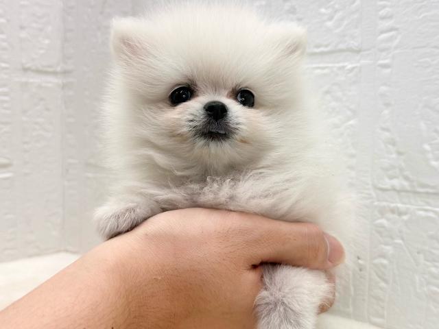 ポメラニアンの写真3