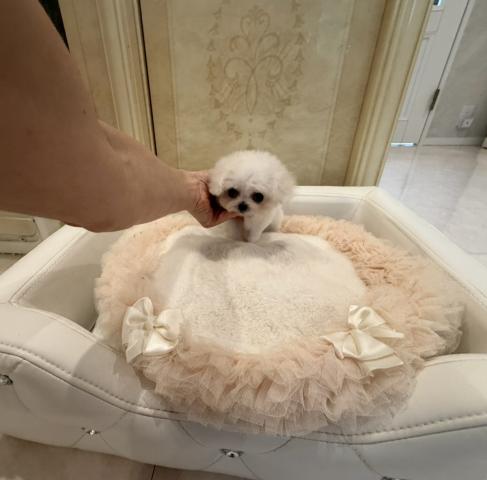 ビションフリーゼの写真4