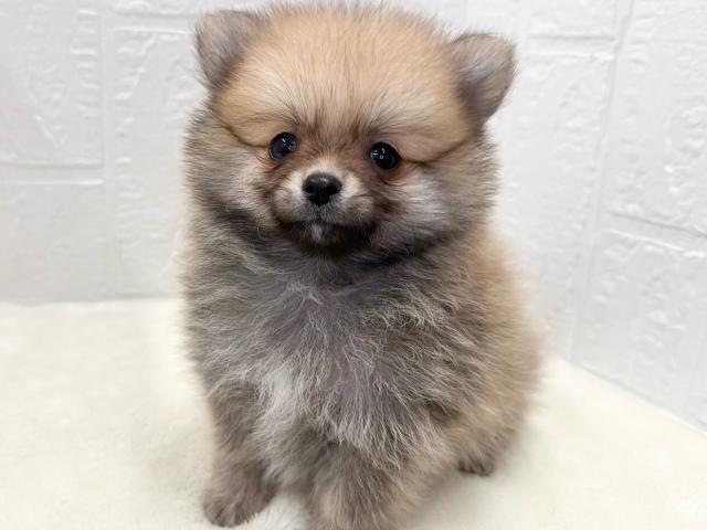 MIX