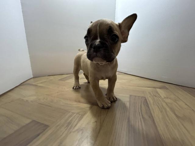 フレンチブルドッグの写真3
