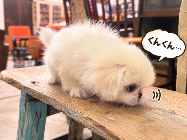 ペキニーズの写真2