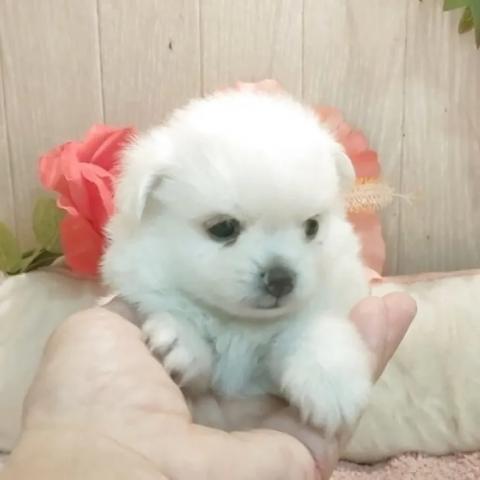 ポメマル(ポメラニアン×マルチーズ)の写真2