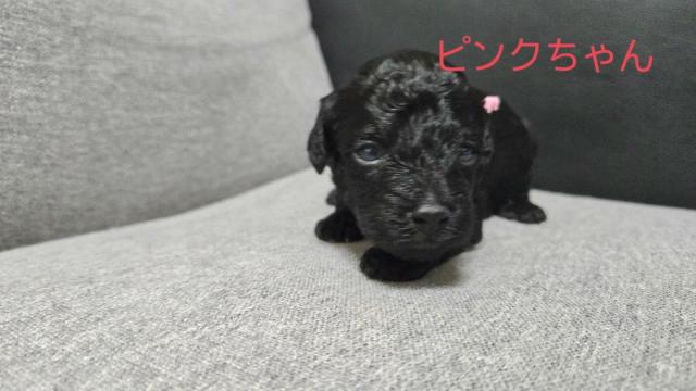 トイプードル