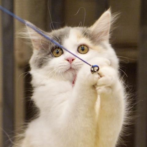 サイベリアンの写真3