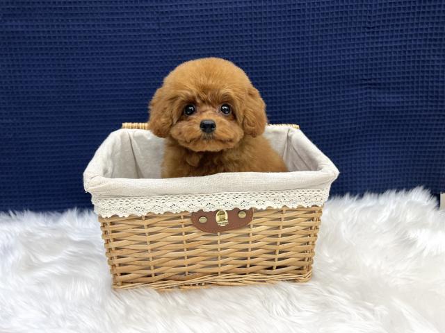 トイプードルマイクロ~ティーカップサイズ予想の写真4