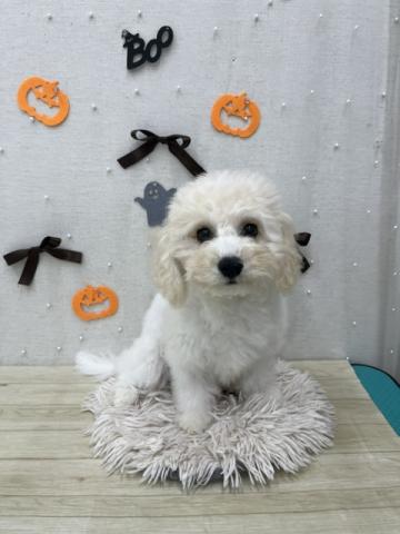 犬ハーフ(キャバリア×ビションフリーゼ）