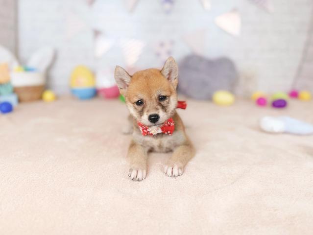 柴犬の写真4