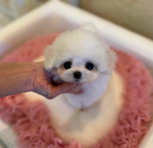ビションフリーゼの写真2