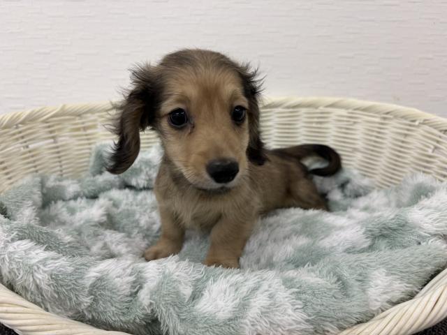 ミニチュアダックスフンド
