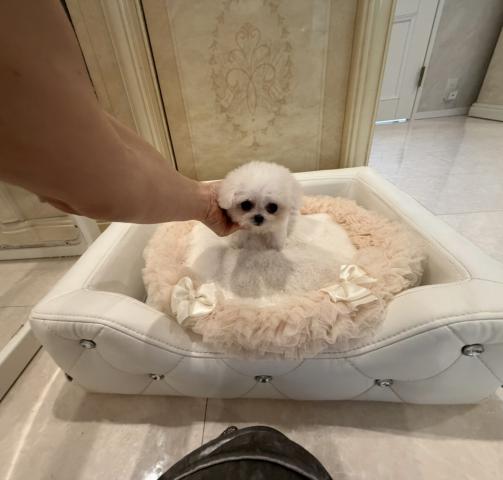 ビションフリーゼの写真5
