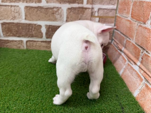 フレンチブルドッグの写真4