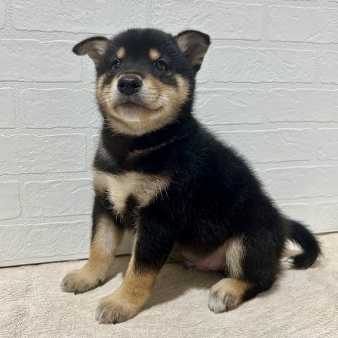 柴犬の写真2