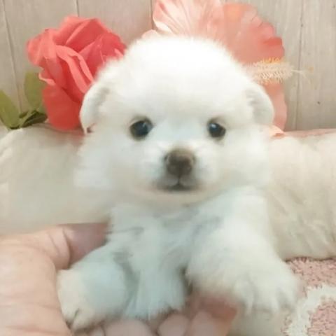 ポメマル(ポメラニアン×マルチーズ)の写真3